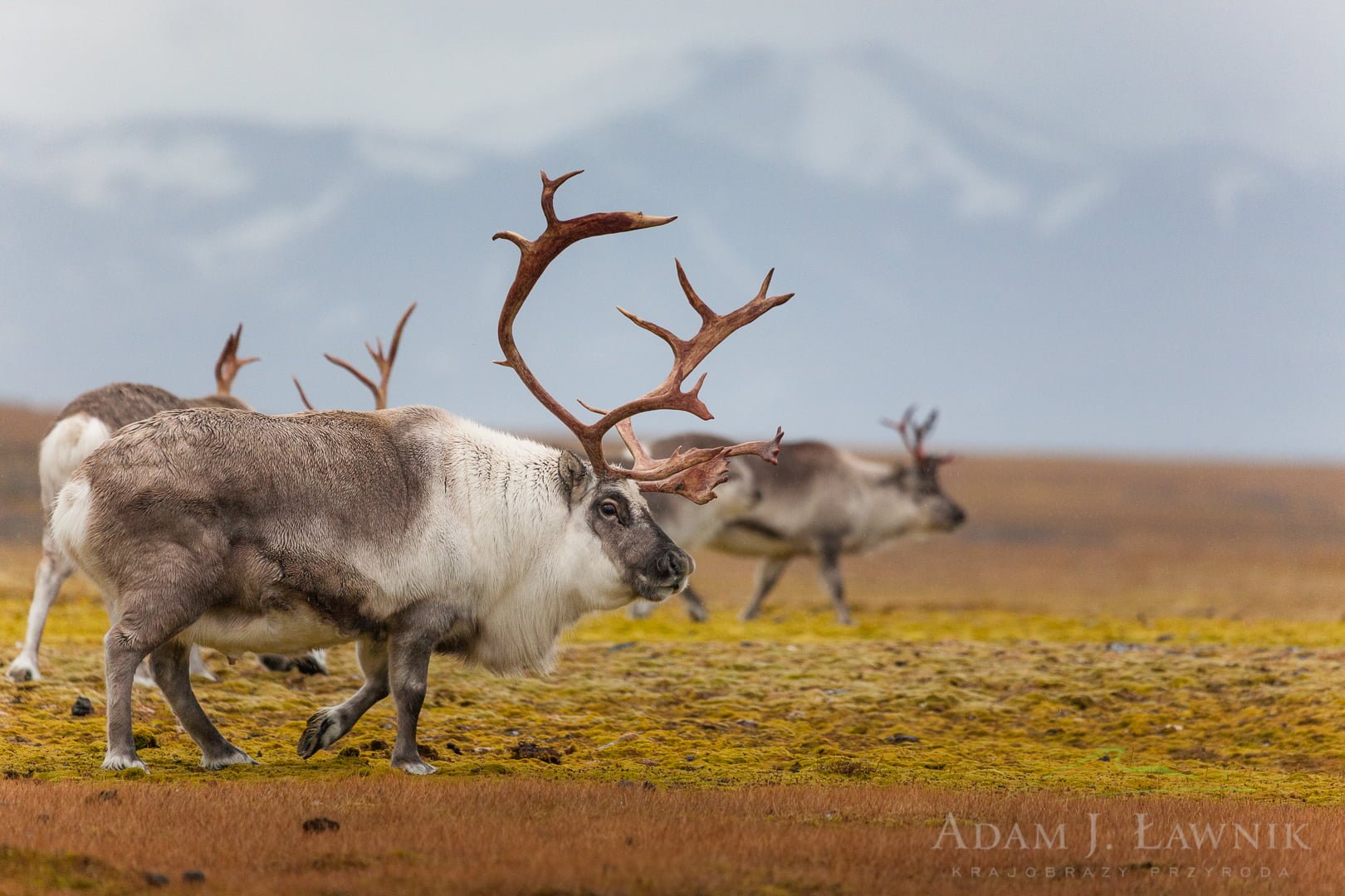 Reindeer 0709-01613C