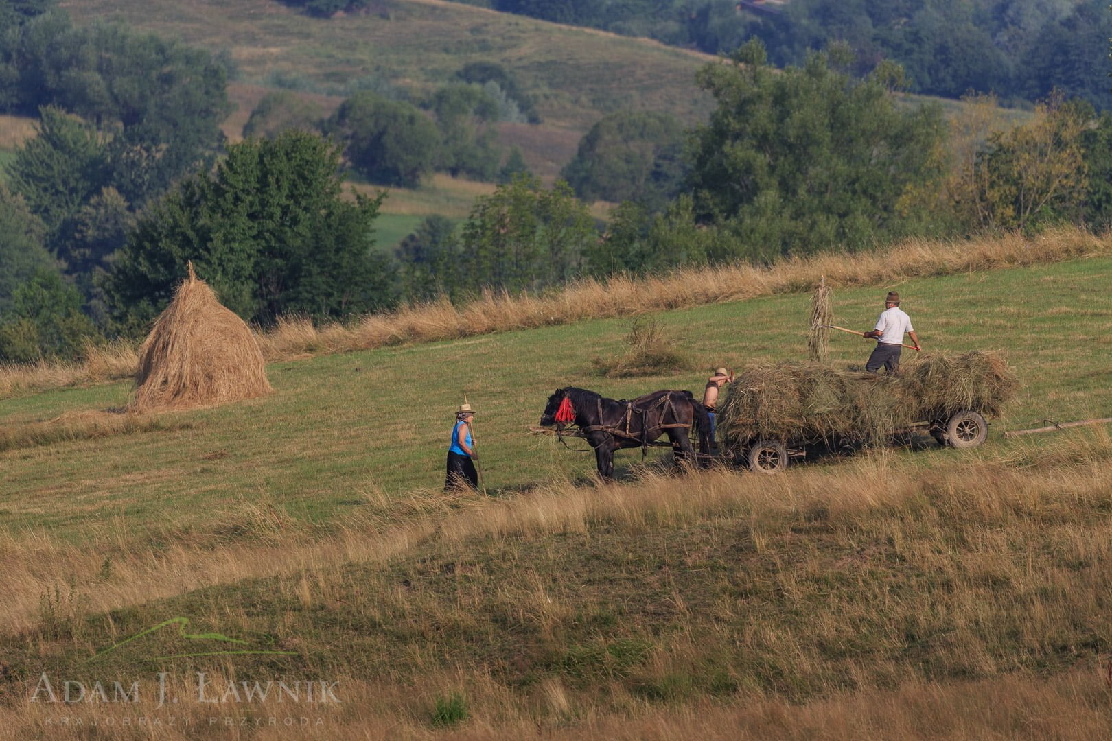 Romania 1607-00655C