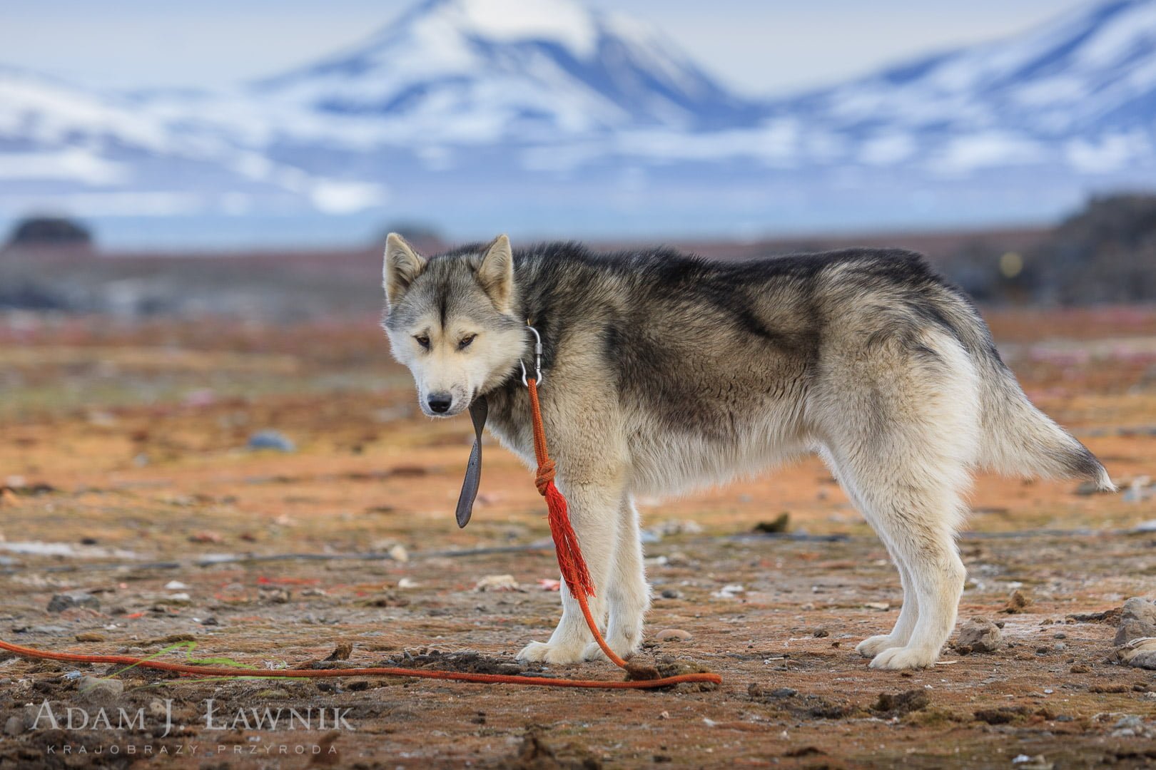 Svalbard, Arctic 0606-00430C