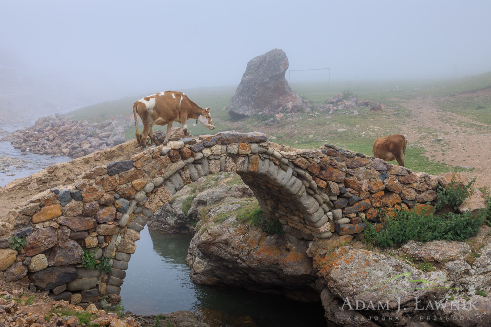 Krowa we mgle na mostku w Taşköprü Yaylası