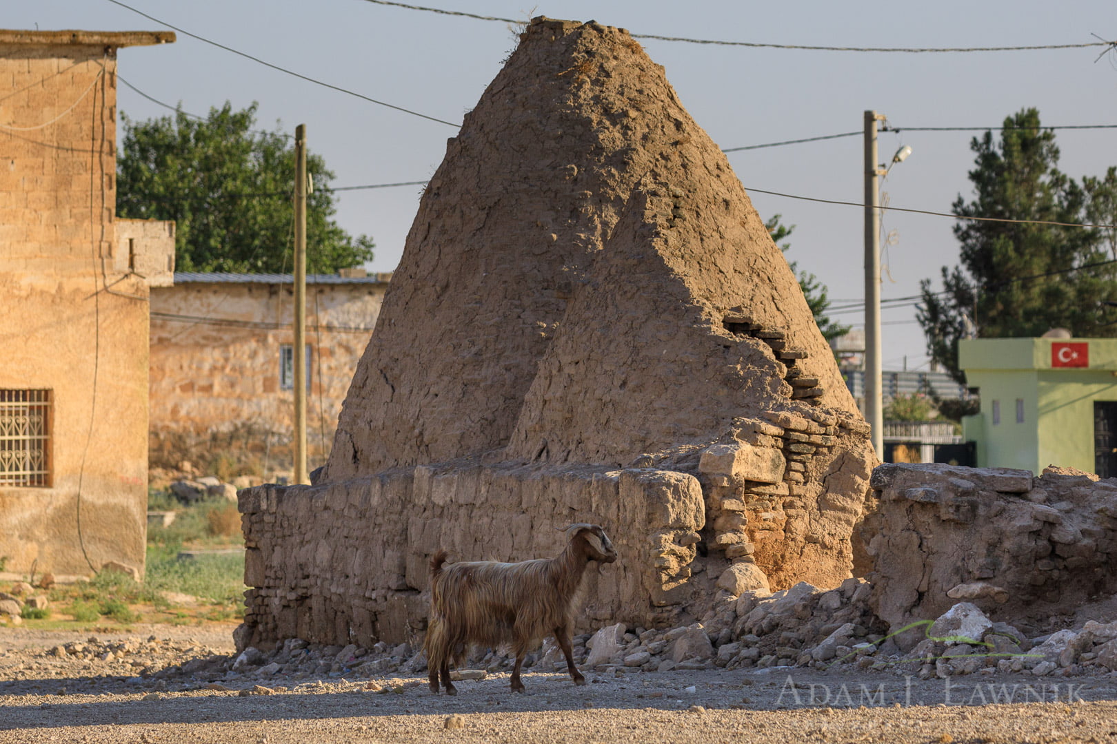Koza spacerująca po Harran w Turcji